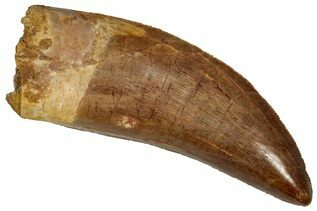 Dinosaur Fossils For Sale