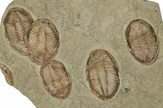 Wide Cluster Of Five Large Asaphid Trilobites - Antennae Preserved #359410