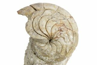 Fossil Nautilus (Aturia) - Boujdour, Morocco #359374