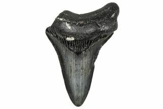 Bargain, Juvenile Megalodon Tooth - South Carolina #359078