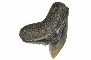Tiger Shark (Galeocerdo) For Sale