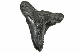 Large, Snaggletooth Shark (Hemipristis) Tooth - South Carolina #359082