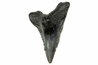 Snaggletooth Shark (Hemipristis) Tooth - South Carolina #359093
