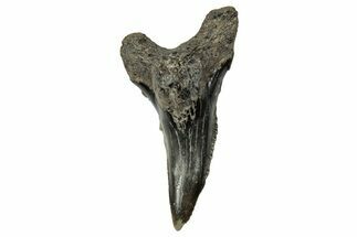 Snaggletooth Shark (Hemipristis) Lower Tooth - South Carolina #359094