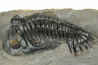 Hollardops Trilobite Fossil - Orange Eye Facets #359505