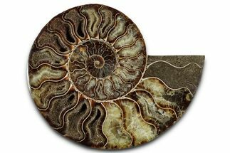 Cut & Polished Ammonite Fossil (Half) - Madagascar #359553