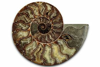 Cut & Polished Ammonite Fossil (Half) - Madagascar #359559