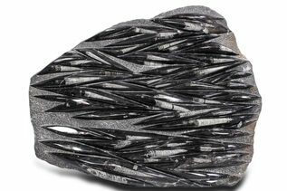 Belemnites & Straight Cephalopods For Sale