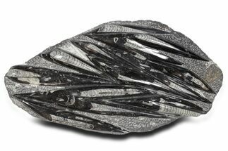 Polished Fossil Orthoceras (Cephalopod) Plate - Morocco #359584