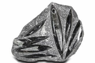 Polished Fossil Orthoceras (Cephalopod) Plate - Morocco #359565