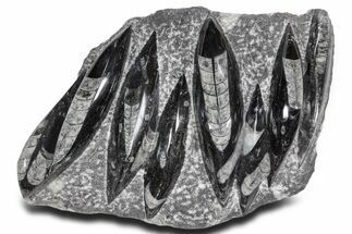 Polished Fossil Orthoceras (Cephalopod) Plate - Morocco #359571