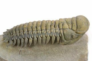 Large Crotalocephalina Trilobite - Atchana, Morocco #359178