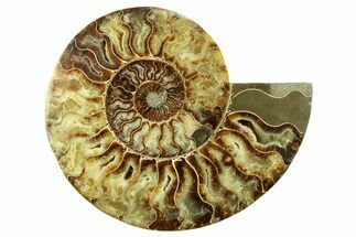 Cut & Polished Ammonite Fossil (Half) - Madagascar #359527