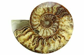Cut & Polished Ammonite Fossil (Half) - Madagascar #359528