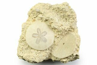 Two Fossil Sand Dollars (Scutella) - France #359684