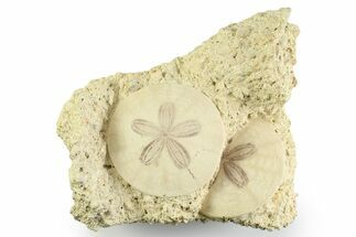 Two Fossil Sand Dollars (Scutella) - France #359687