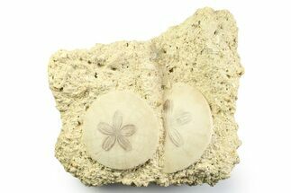 Two Fossil Sand Dollars (Scutella) - France #359691