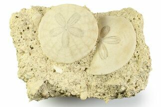 Two Fossil Sand Dollars (Scutella) - France #359694