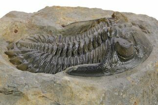 Detailed Hollardops Trilobite Fossil - Multi-Toned Preservation #359497