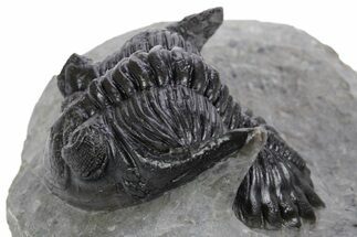 Detailed Hollardops Trilobite Fossil - Excellent Eyes #359502