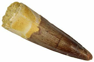 Fossil Spinosaurus Tooth - Real Dinosaur Tooth #360100