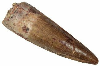 Fossil Spinosaurus Tooth - Real Dinosaur Tooth #360105