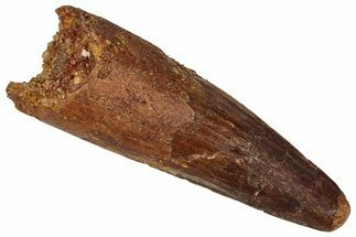 Fossil Spinosaurus Tooth - Real Dinosaur Tooth #360106