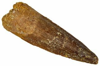 Fossil Spinosaurus Tooth - Real Dinosaur Tooth #360109