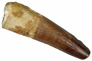 Fossil Spinosaurus Tooth - Real Dinosaur Tooth #360114
