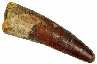 Fossil Spinosaurus Tooth - Real Dinosaur Tooth #360118
