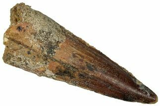 Fossil Spinosaurus Tooth - Real Dinosaur Tooth #360120