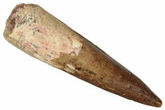 Fossil Spinosaurus Tooth - Real Dinosaur Tooth #360128