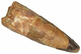 Fossil Spinosaurus Tooth - Real Dinosaur Tooth #360131