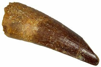 Fossil Spinosaurus Tooth - Feeding Worn Tip #360133