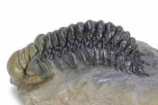 Detailed Crotalocephalina Trilobite - Atchana, Morocco #359588