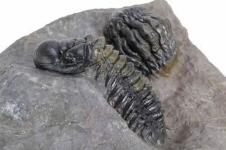 Detailed Crotalocephalina Trilobite - Atchana, Morocco #359590