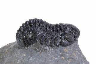 Detailed Austerops Trilobite - Ofaten, Morocco #359607