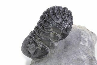 Detailed Austerops Trilobite - Ofaten, Morocco #359609