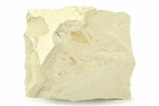 Fossil Leaf and Ant Plate - Green River Formation, Utah #360293