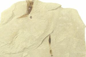 Miocene Fossil Cone and Frond (Taxodium) Plate - Idaho (#189563