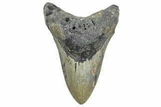 Serrated, Fossil Megalodon Tooth - North Carolina #343417