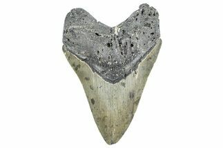 Serrated, Fossil Megalodon Tooth - North Carolina #343435