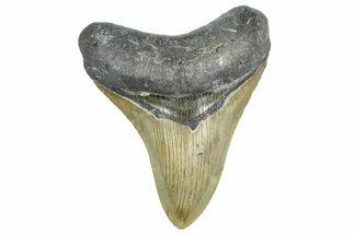 Serrated, Fossil Megalodon Tooth - North Carolina #343437
