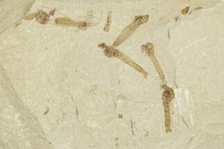 Crane Fly (Tipulidae) Mortality Plate - Green River Formation #360054