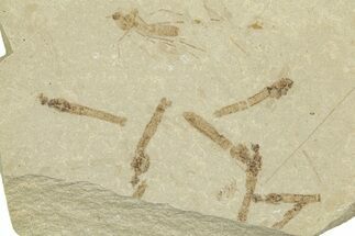 Crane Fly (Tipulidae) Mortality Plate - Green River Formation #360055