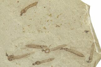 Crane Fly (Tipulidae) Mortality Plate - Green River Formation #360056