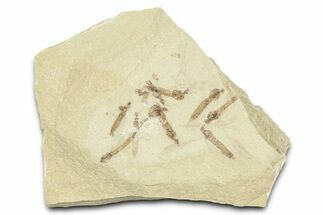 Crane Fly (Tipulidae) Mortality Plate - Green River Formation #360058