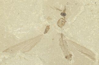 Detailed Crane Fly (Tipulidae) Fossil - Green River Formation #360073
