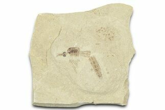 Detailed Crane Fly (Tipulidae) Fossil - Green River Formation #360074