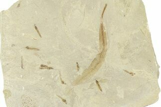 Fossil Willow Leaf and Crane Fly Mortality Plate - Utah #360082